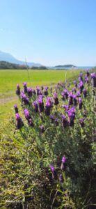 Datça Peninsula French Lavender
