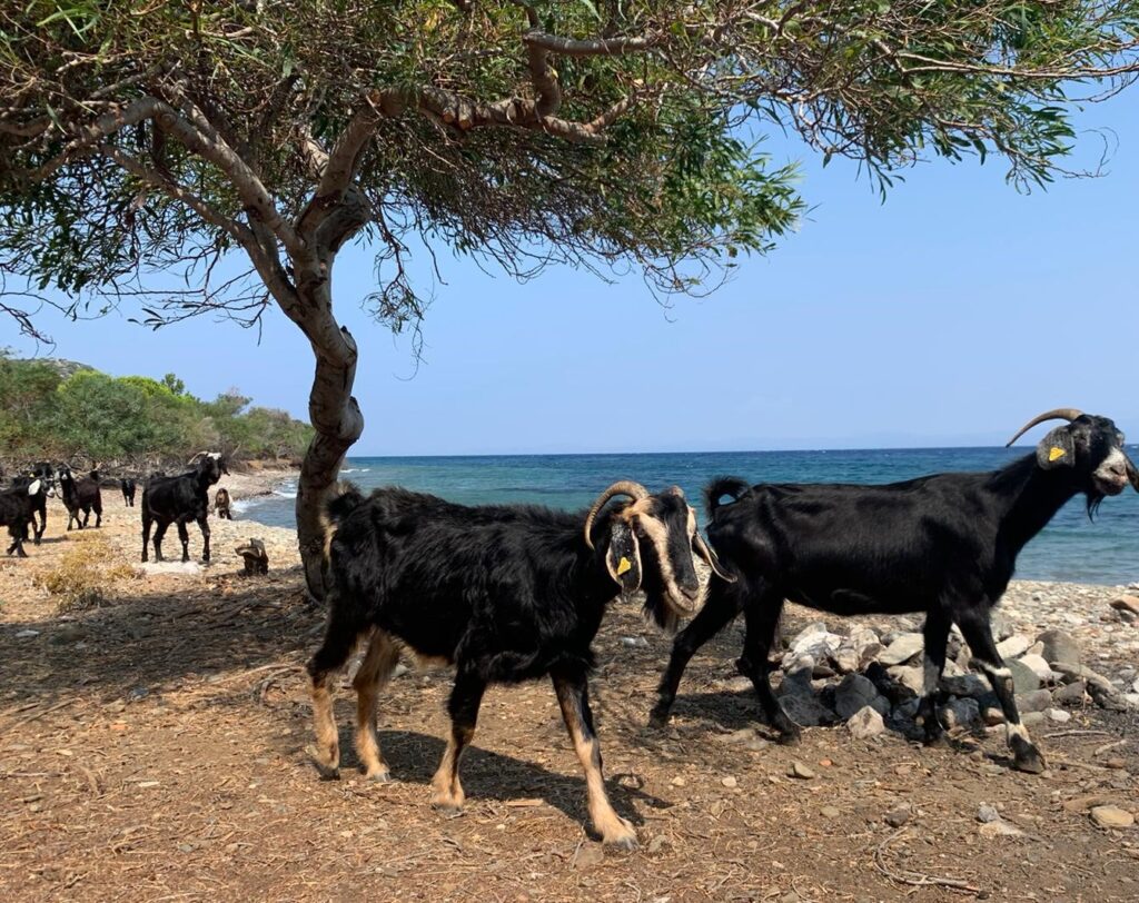 Emecik hidden beaches in Datca 